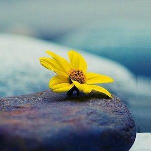 دانلود پرسشنامه سنجش میزان صبر - تراپیست